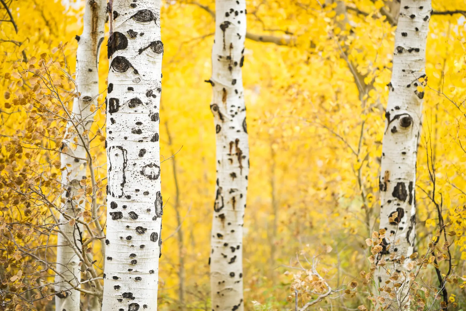 Colorado Aspens